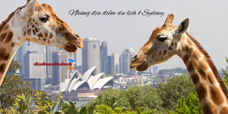 Những địa điểm du lịch ở Sydney